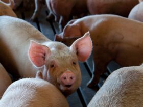 Is pig farming profitable in South Africa?